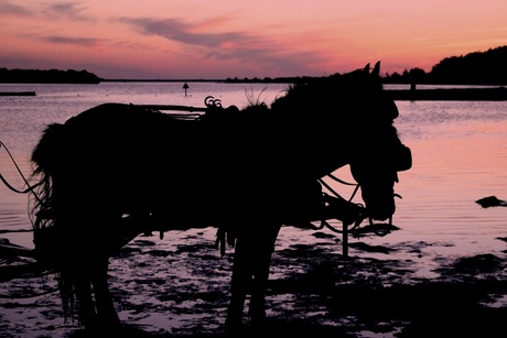 Paarden in zonsondergang