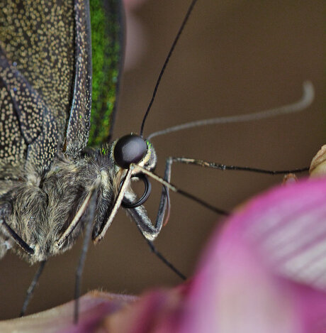 Papilio Palinurus heel close.