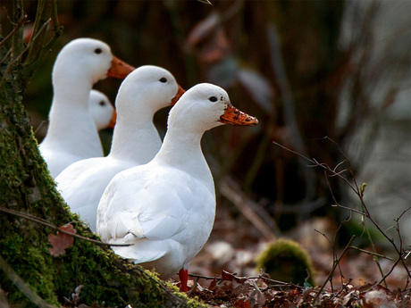 Eenden familie