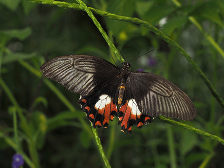 Papilio Polytes