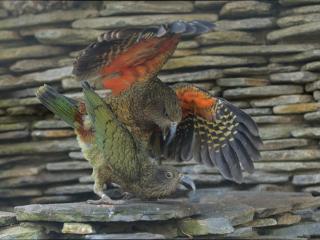 KEA