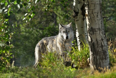 Grey Wolf