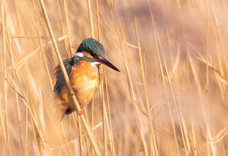 IJsvogel
