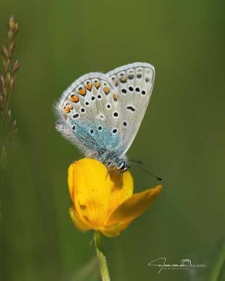 Icarus blauwtje