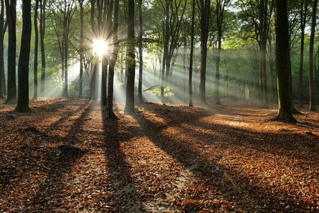 Zonnestralen in het Speulderbos