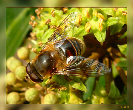 Zweefvlieg aan de nektar