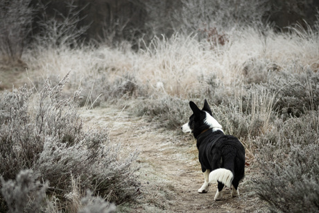 Wandeling over de frisse heide