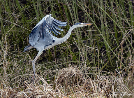 Cleared for take off