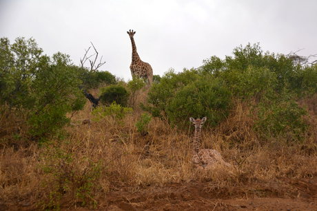 giraffe met jong