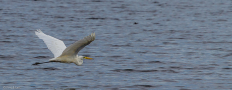 Grote zilverreiger