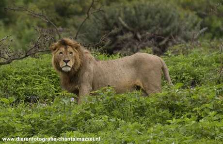 Koning der Dieren