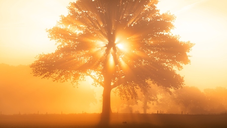 Bursting light