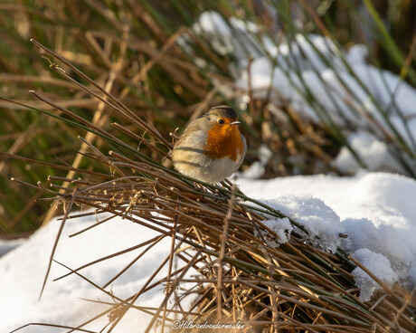 Roodborstje in winters landschap