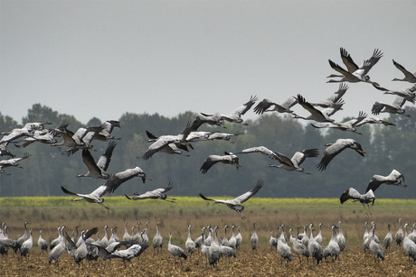 Kraanvogels 