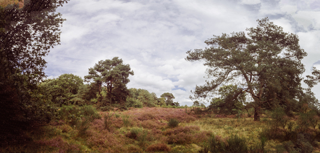 Heide holtingerveld
