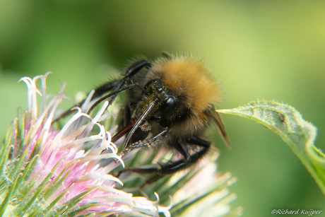 Boomhommel (Bombus hypnorum)