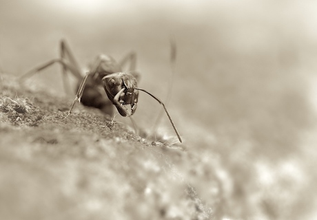 Old Ant