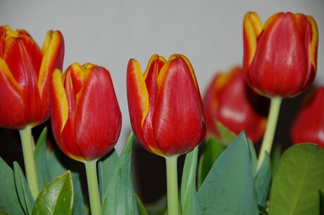 Tulpen