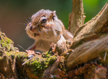 Siberische Grondeekhoorn 