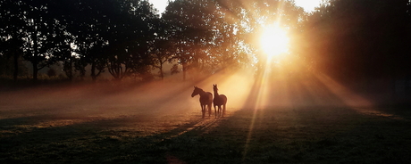 misty morning