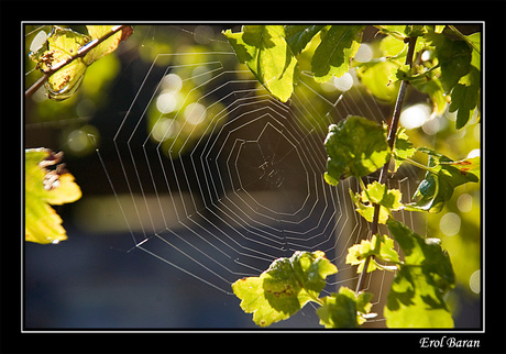 Zonnig Web