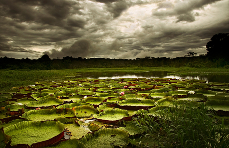 Pantanal