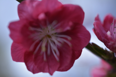 Asserbos, Assen, Nederland