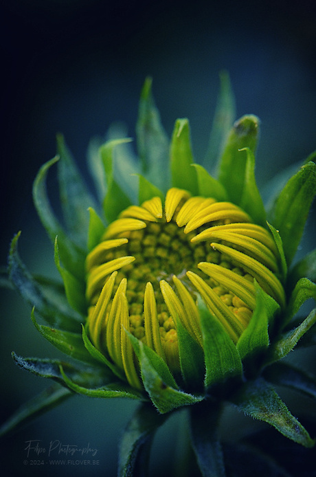 Klauwende zomerbloem