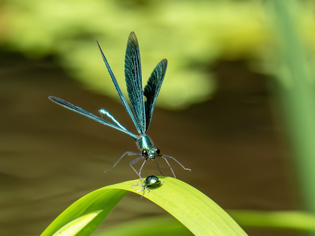 Bosbeekjuffer-Beautiful Demoiselle (Calopteryx virgo)