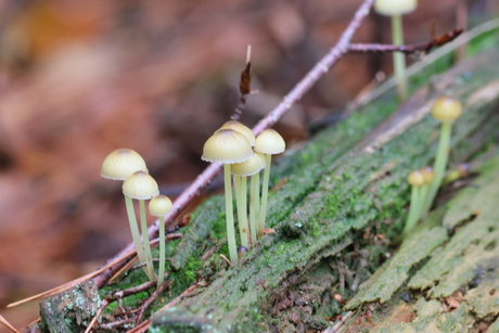 dennenkleefsteelmycena