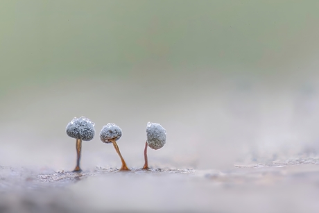 Knikkende Kalkkopjes