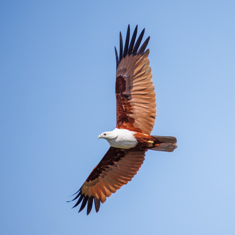 Brahmaanse wouw in vlucht