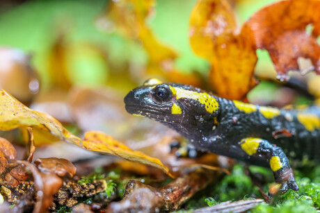 vuursalamander