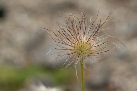wildemanskruid