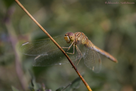 Dragonfly