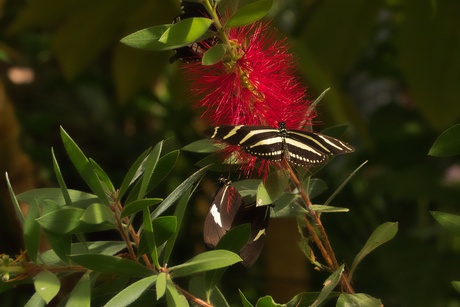 Heliconius charitonius, passiebloemvlinder.