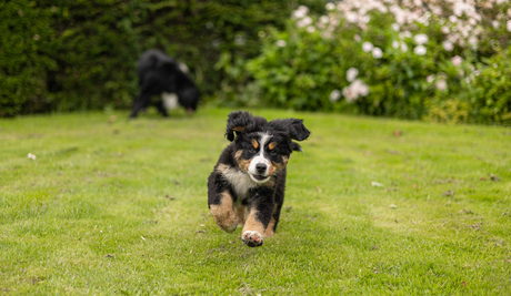 berner sennen pup