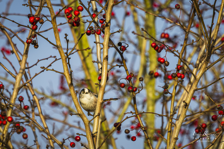 Het Staartmeesje. (Aegithalos caudatus)