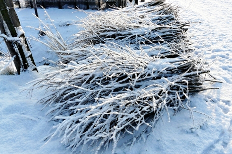 Ondergedekt snoeihout