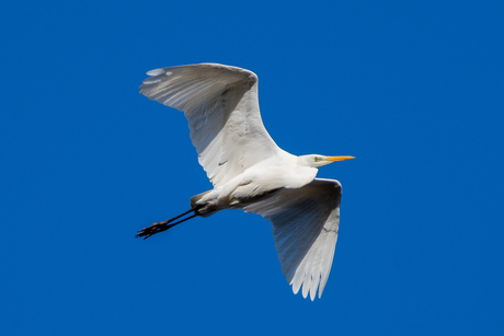 Grote zilverreiger