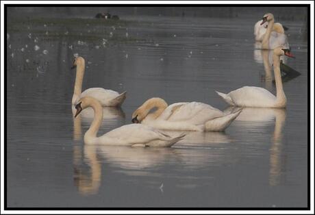 Zwanen meer deel 2