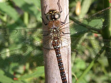 Libelle / Dragonfly