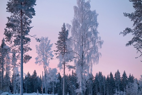 Lapland - Frozen trees