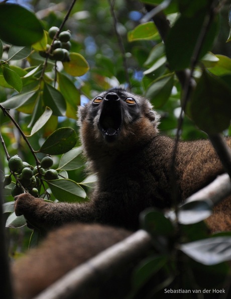 Eulemur rufifrons, Red-fronted brown Lemur