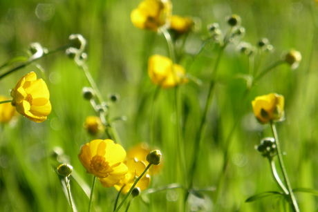 boterbloemen op moederdag