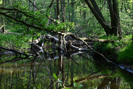 Weerspiegeling