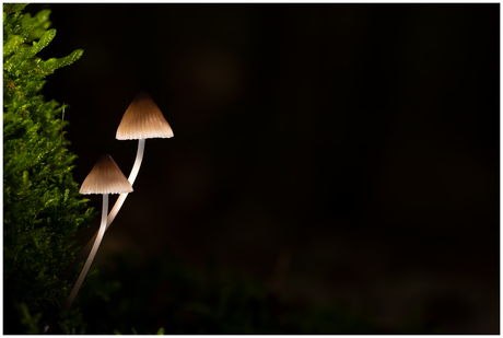 De lampjes van het bos......