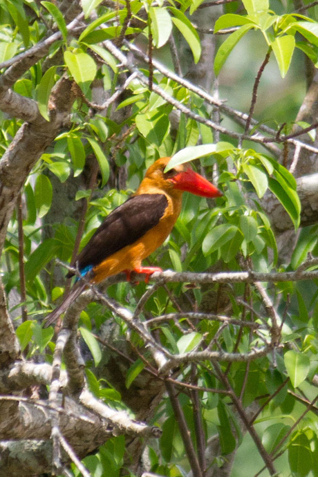 Bronw-winged Kingfisher