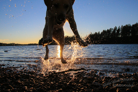 Jumping into the Swedish Sunset