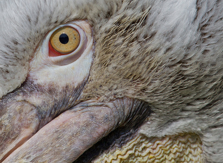 Eye of the Pelican